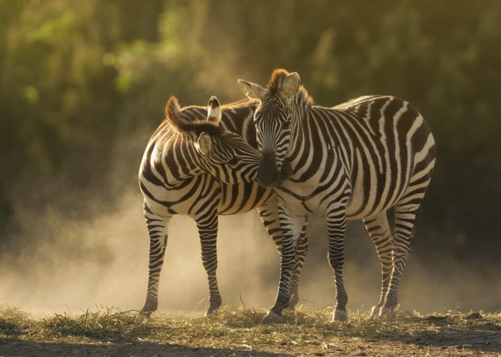 closeup shot two zebras cuddling (1)